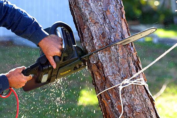 Best Fruit Tree Pruning  in Goldsby, OK